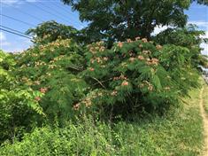 Acacia de Constantinople foncé, Arbre de soie 'Ombrella'